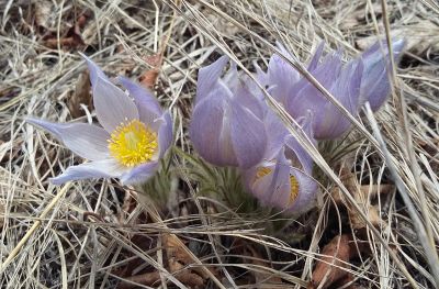 Pasque_flower_A_derivative200dpi.jpg