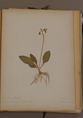 HerbariumB.JPG